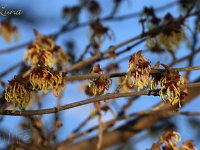 Hamamelis Luna 2015 02 07 2992